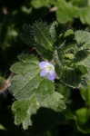 Ivyleaf speedwell